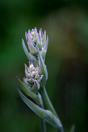 Probably a Death Camas