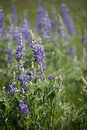 Lupine