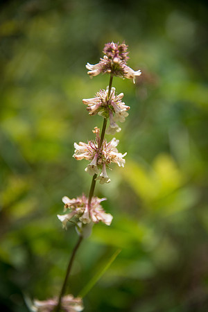 Unidentified