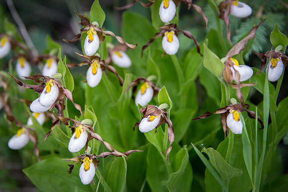 Mountain Ladyslipper V