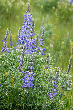 Lupine II