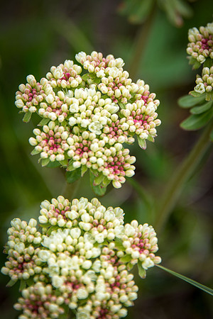 Sulpher Buckwheat