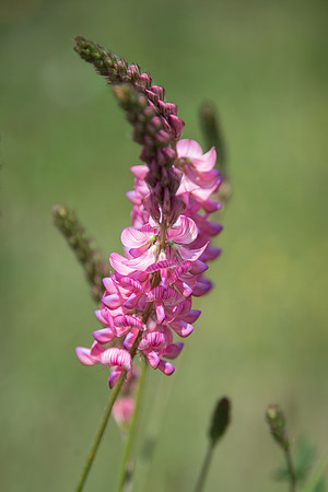 Sainfoin
