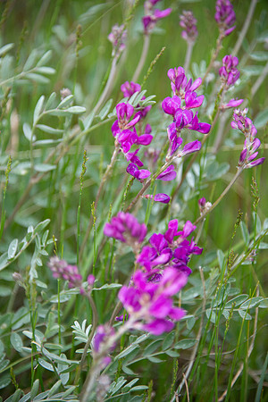 Vetch II