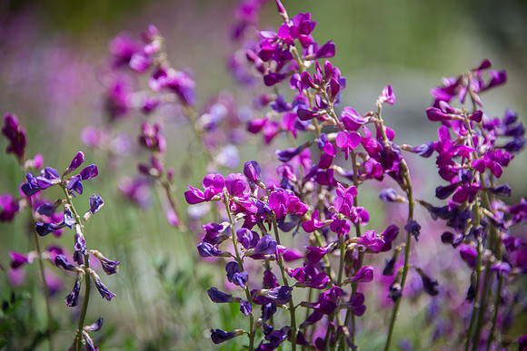 Unidentified Vetch