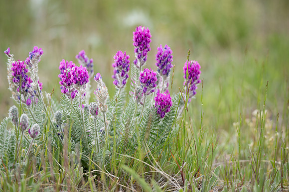 Showy Locoweed