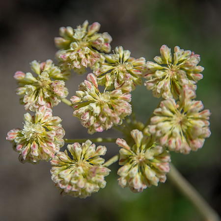 Sulphur Buckwheat III