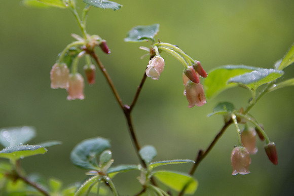 False Azalea