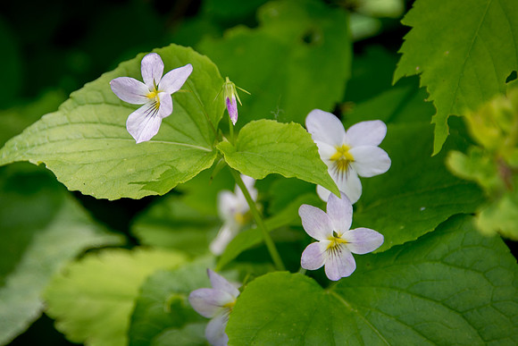 Western Canada Violet