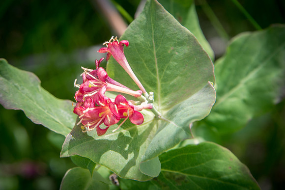 Twinning Honeysuckle