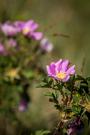 Prairie Rose