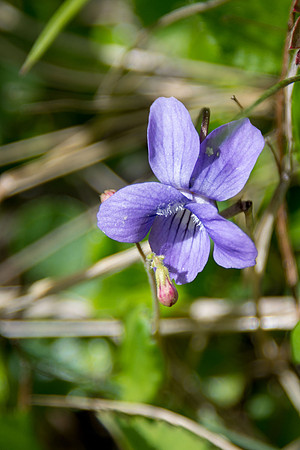Early Blue Violet