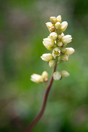 Round-leaved Alumroot