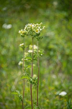 Sticky Cinquefoil