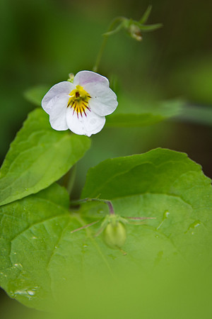 Western Canada Violet