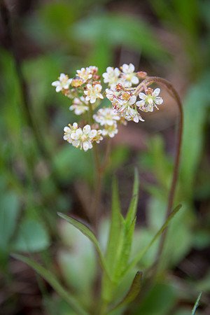 Western Saxifrage