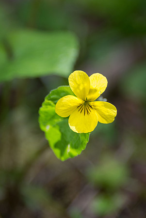 Yellow Wood Violet