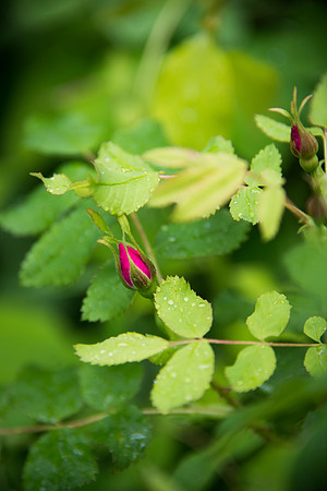 Prairie Rose - bud