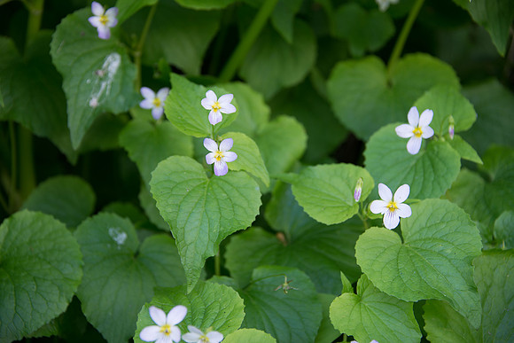 Western Canada Violet