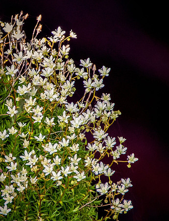 Spotted Saxifrage