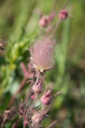 Old Man's Whiskers - seed
