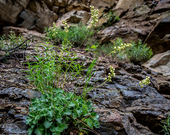 Round-leaved Alumroot II