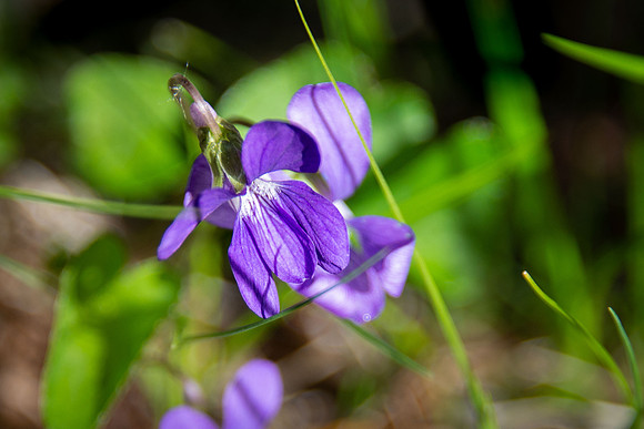 Northern Bog Violet