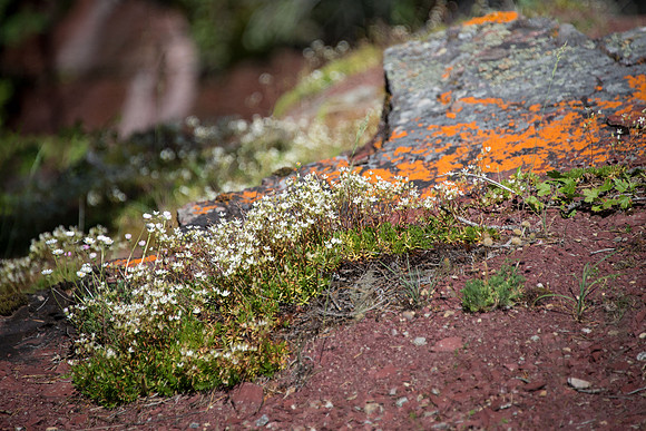 Spotted Saxifrage II