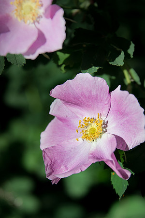 Wild Rose III
