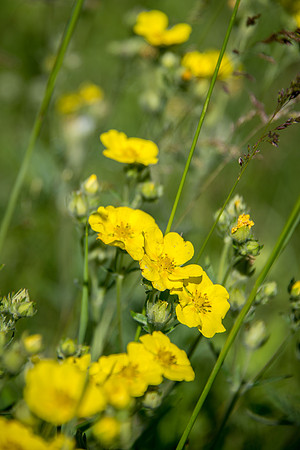 Diverse-leaved Cinquefoil