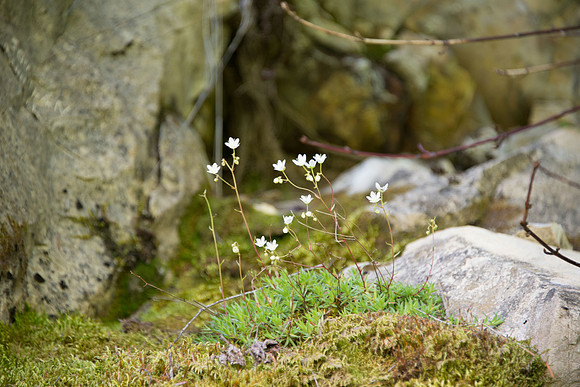 Spotted Saxifrage III