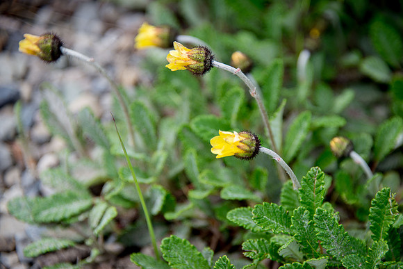 Yellow Mountain Aven