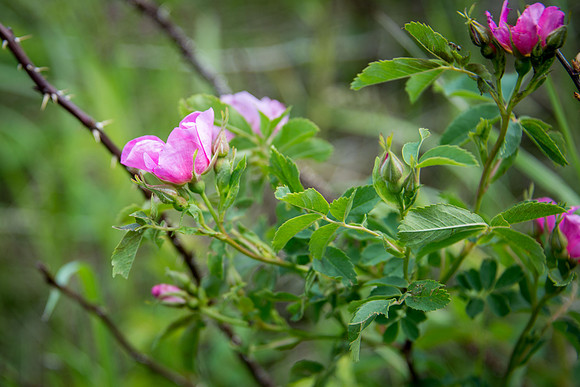 Wild Rose II