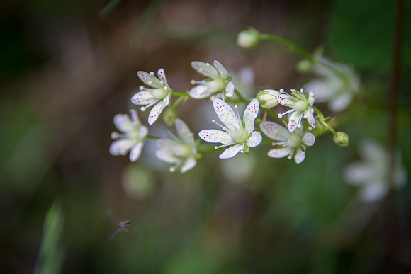 Spotted Saxifrage IV