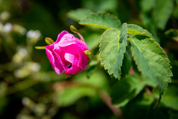 Wild Rose