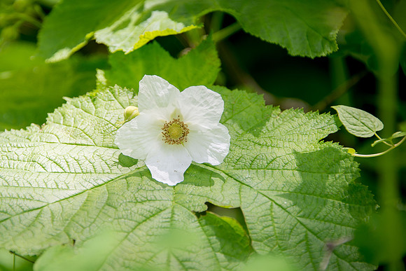 Thimbleberry
