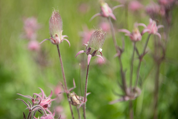 Old man's whiskers / Three flowered avens