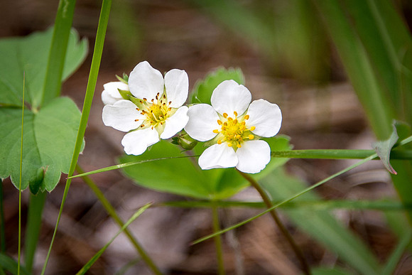 Wild Strawberry