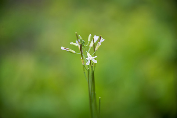 Rockcress species