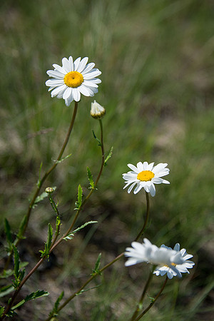 Ox-eye Daisy