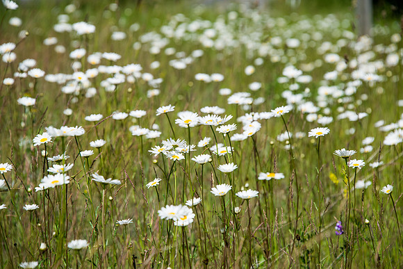 Shasta Daisy