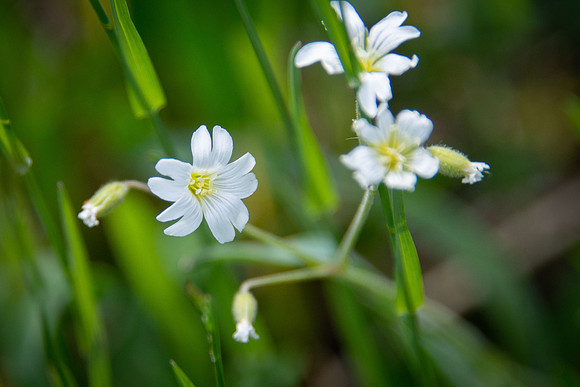Field Chickweed