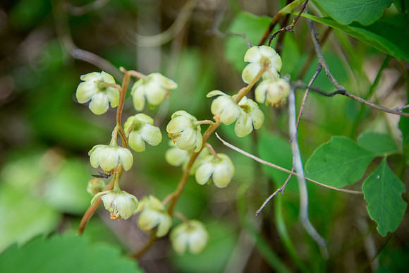 Greenish-flowered Wintergreen