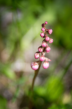 Pink Wintergreen - bud