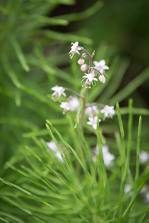 Pink Wintergreen
