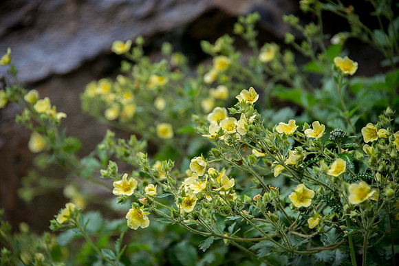 Cinquefoil