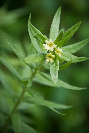 Yellow Puccoon