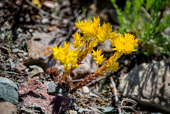Common Stonecrop