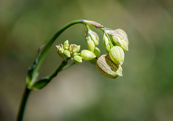 Prairie or Nodding Onion