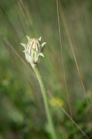 unidentified